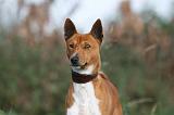 BASENJI 010